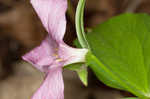 White trillium